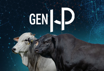 LEILÃO GEN HP - TOUROS